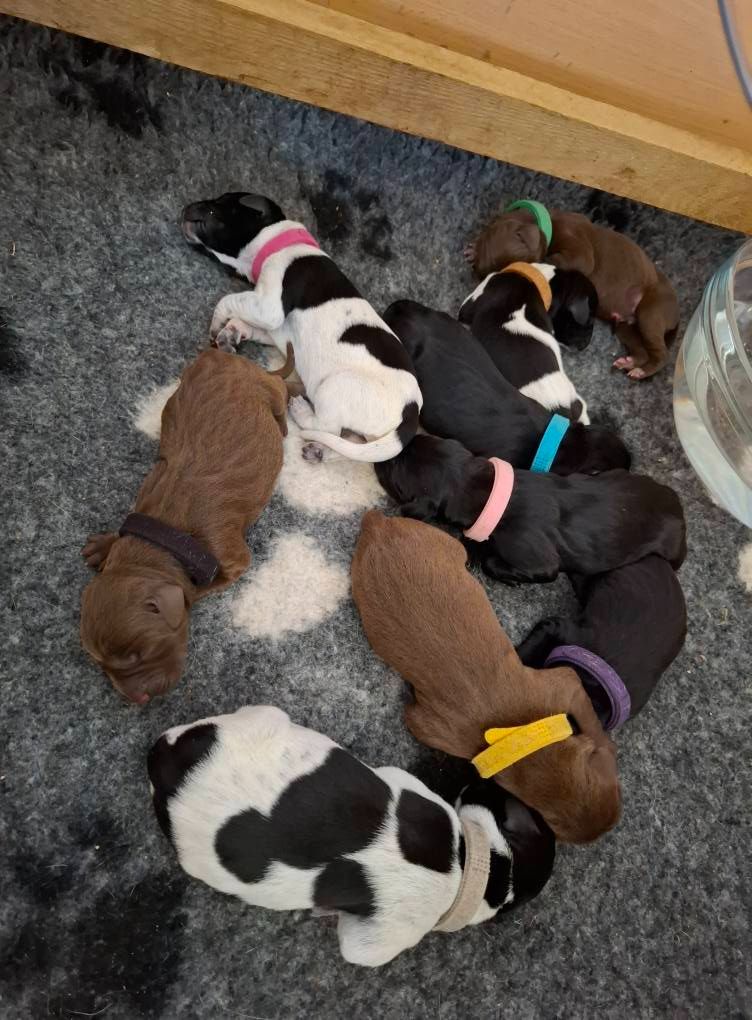 Chiot Braque allemand à poil court Of Joy's Heaven