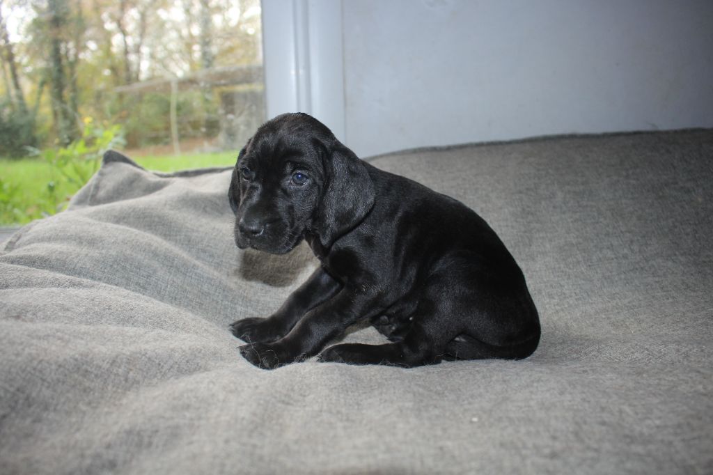 Of Joy's Heaven - Chiots disponibles - Braque allemand à poil court