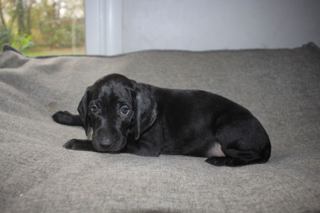 Of Joy's Heaven - Chiots disponibles - Braque allemand à poil court