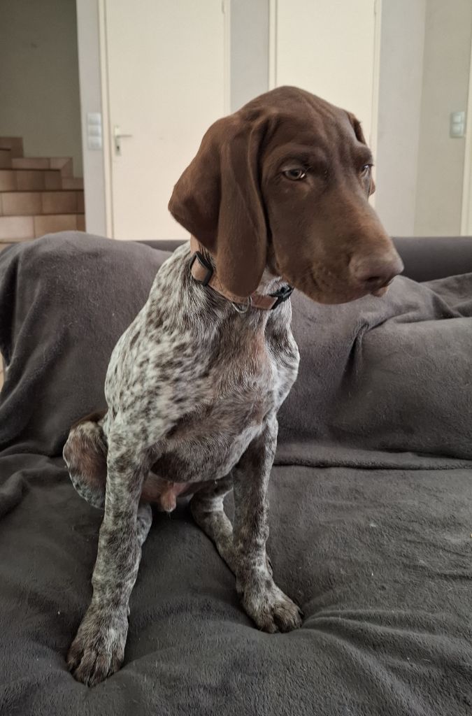 Of Joy's Heaven - Chiots disponibles - Braque allemand à poil court