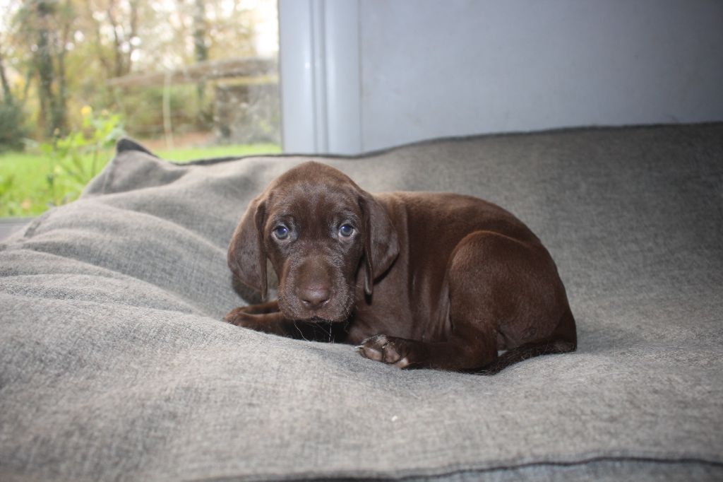 Of Joy's Heaven - Chiots disponibles - Braque allemand à poil court