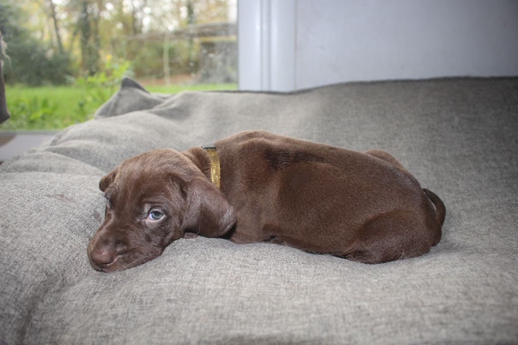 Of Joy's Heaven - Chiots disponibles - Braque allemand à poil court