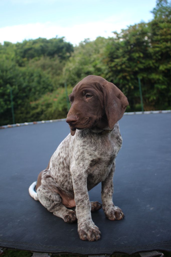 Of Joy's Heaven - Chiots disponibles - Braque allemand à poil court