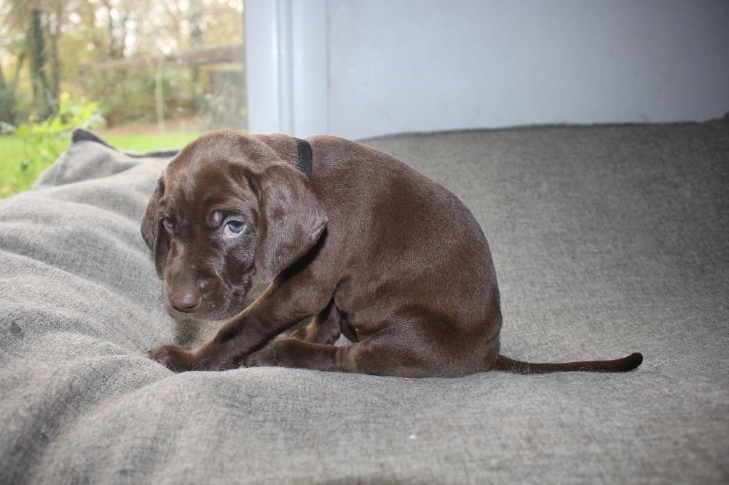 Of Joy's Heaven - Chiots disponibles - Braque allemand à poil court