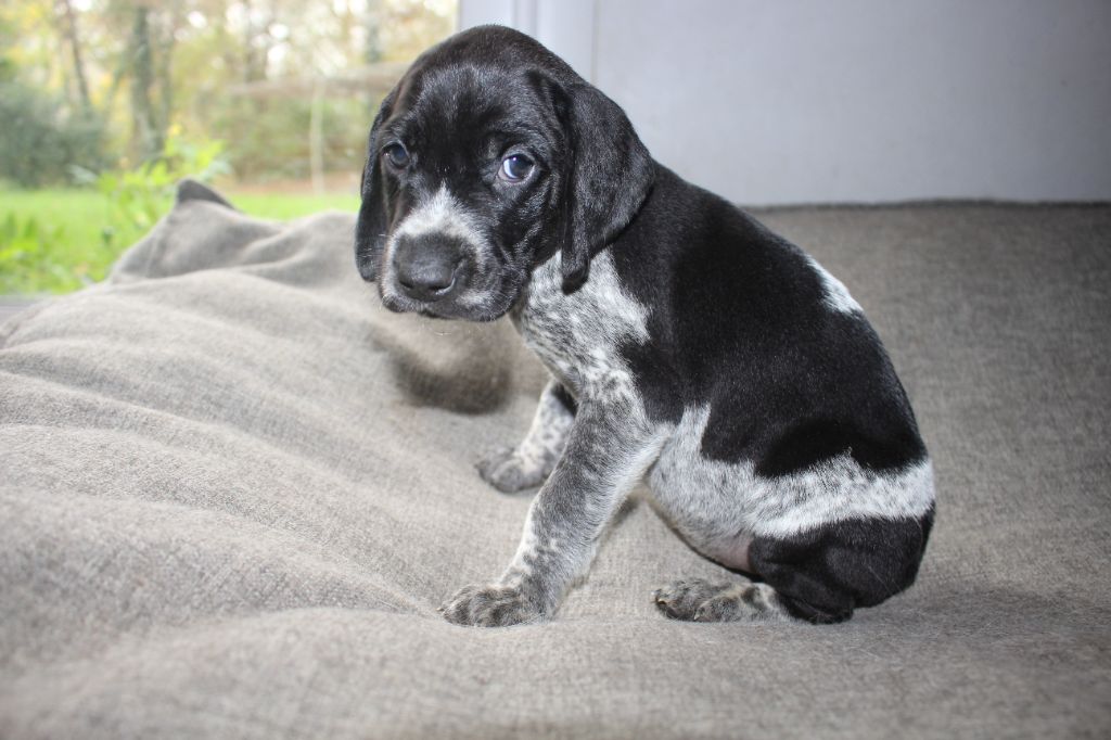 Of Joy's Heaven - Chiots disponibles - Braque allemand à poil court