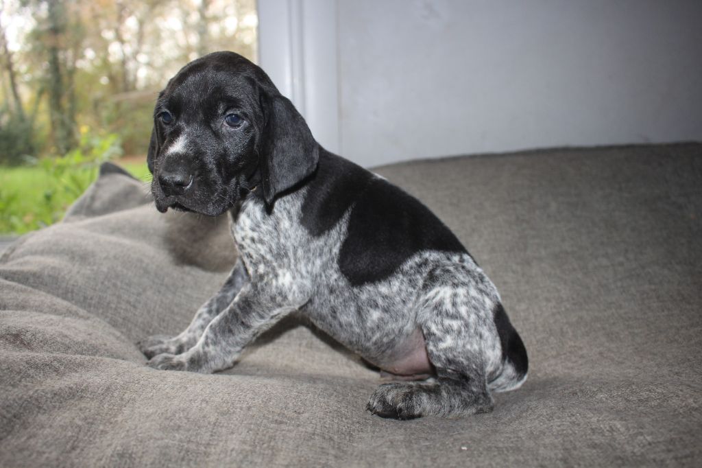 Of Joy's Heaven - Chiots disponibles - Braque allemand à poil court